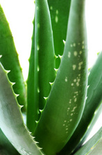 Natural Health Products and Shop . aloe plant sml